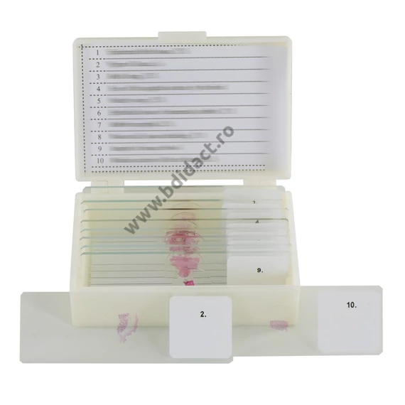 Set de 10 secțiune microscopice ale sistemului endocrin
