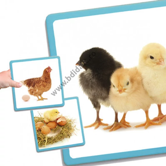 Carte foto maxi - Evoluția naturii