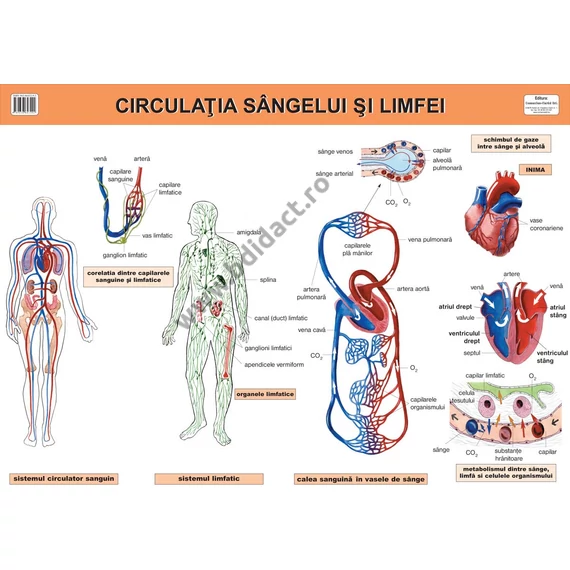Circulația sângelui și limfei
