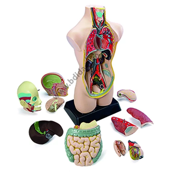 Mini trunchi uman - 50 cm, 11 piese