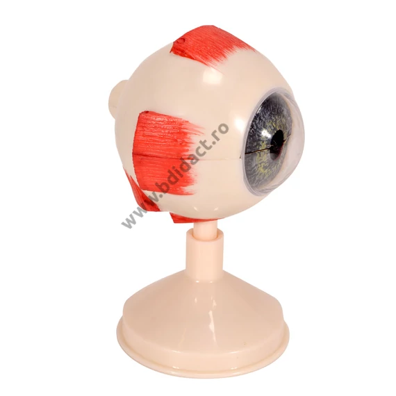 Model de ochi uman (de 3 ori mai mare decât dimensiunea originală) - 6 piese
