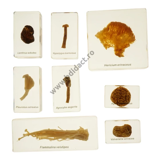 Pachet de ciuperci - set de 8 preparate