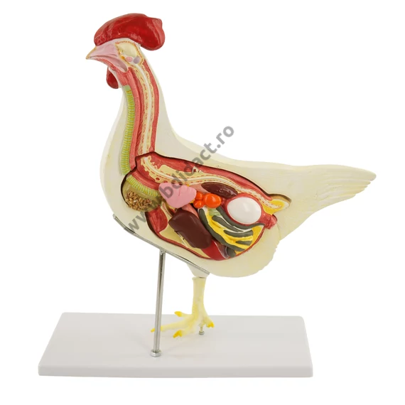 Model anatomic de găină