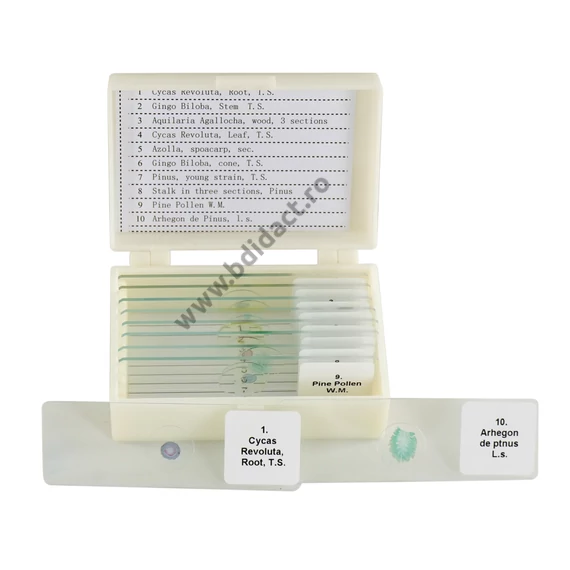 Set de secțiuni microscopice pentru gimnosperme - 10 bucăți