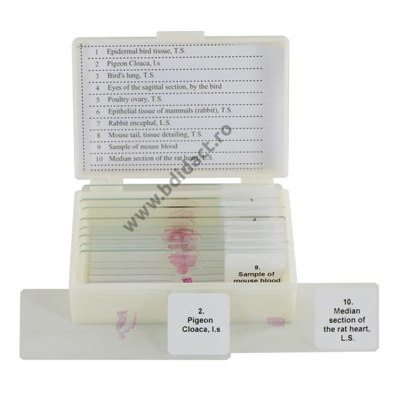Păsări și mamifere - Set de 10 secțiuni microscopice
