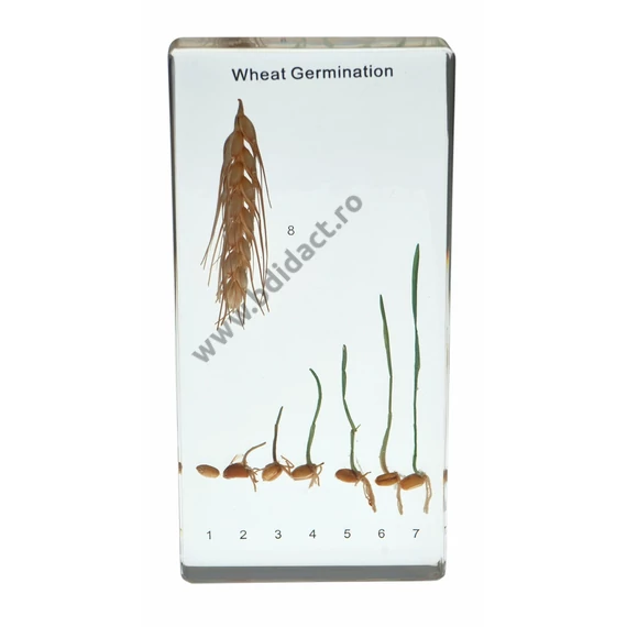 Germinarea grâului preparat – 16,4 x 7,8 cm