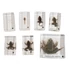 Preparat privind dezvoltarea broaștei taur chineze – Hoplobatrachus rugulosus – set de 7 piese