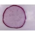 Cocci - set de 10 micrografii