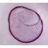 Cocci - set de 10 micrografii