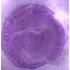Cocci - set de 10 micrografii