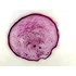Cocci - set de 10 micrografii