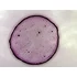 Cocci - set de 10 micrografii