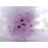 Cocci - set de 10 micrografii