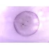 Bacili – Set de lamele microscopice, 10 bucăți