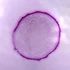 Bacili – Set de lamele microscopice, 10 bucăți