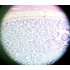 Set de lame preparate microscopice, 14 piese