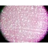 Set de lame preparate microscopice, 14 piese