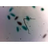 Set de lame pentru microscop - set 25 buc. - animale: de la unicelulare la insecte