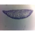 Set de lame pentru microscop - set 25 buc. - animale: de la unicelulare la insecte