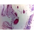 Set de lame pentru microscop - set 25 buc. - animale: de la unicelulare la insecte