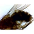 Set de lame pentru microscop - set 25 buc. - animale: de la unicelulare la insecte