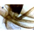 Set de lame pentru microscop - set 25 buc. - animale: de la unicelulare la insecte