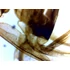 Set de lame pentru microscop - set 25 buc. - animale: de la unicelulare la insecte
