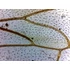 Set de lame pentru microscop - set 25 buc. - animale: de la unicelulare la insecte